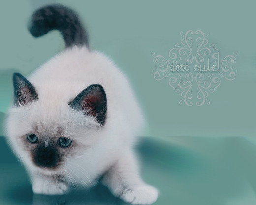 356199 (a): :1280x1024
